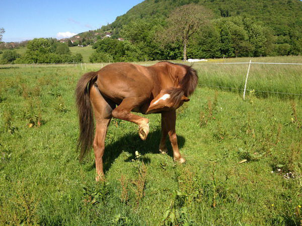 poneys