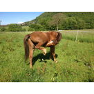 poneys