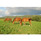 poneys