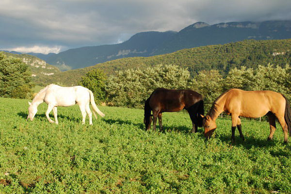 poneys