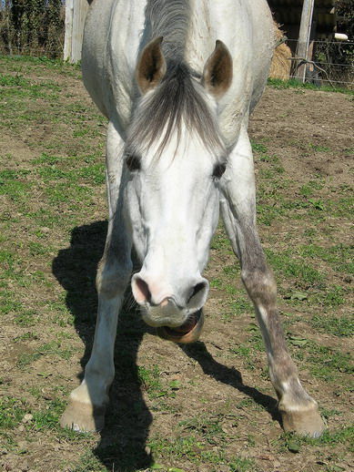 tete cheval