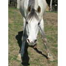tete cheval