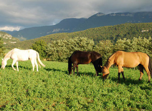 Cours Poney de 9-13 ans